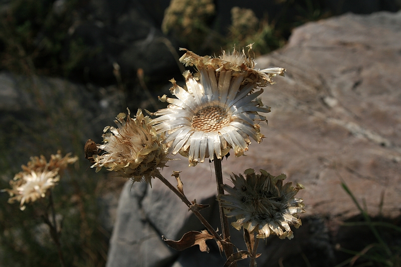 Bulgaria 2008 253